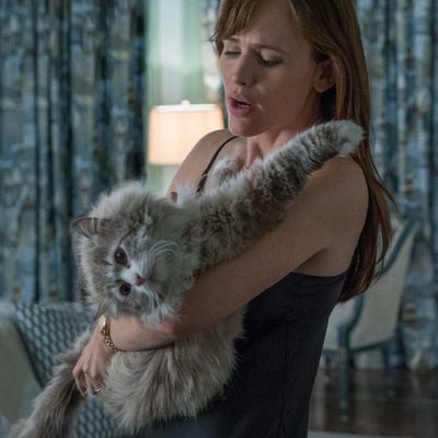 Siete vidas, este gato es un peligro