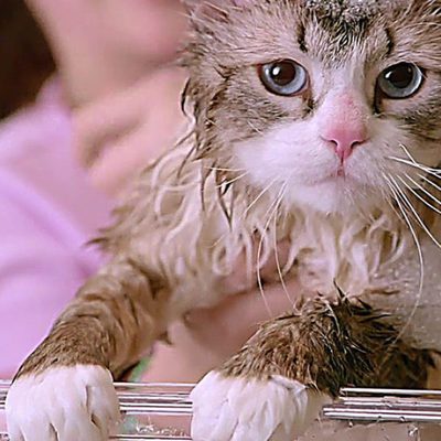 Siete vidas, este gato es un peligro