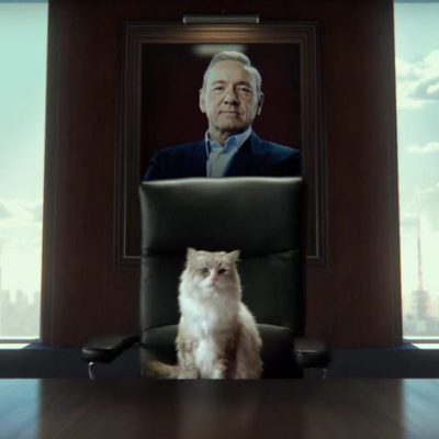 Siete vidas, este gato es un peligro