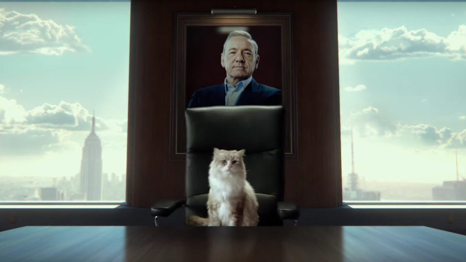 Siete vidas, este gato es un peligro