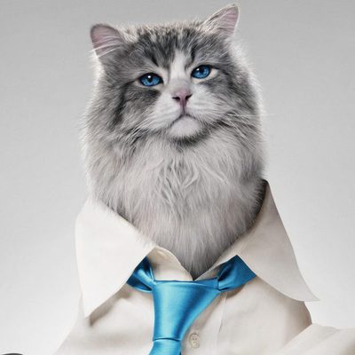 Siete vidas, este gato es un peligro