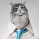 Siete vidas, este gato es un peligro