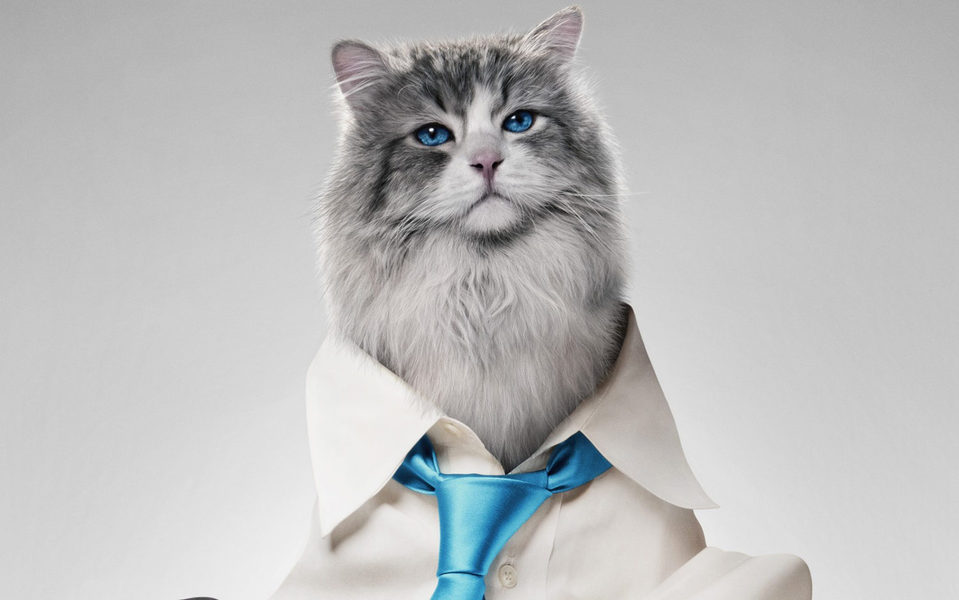 Siete vidas, este gato es un peligro