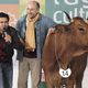 No se metan con mi vaca
