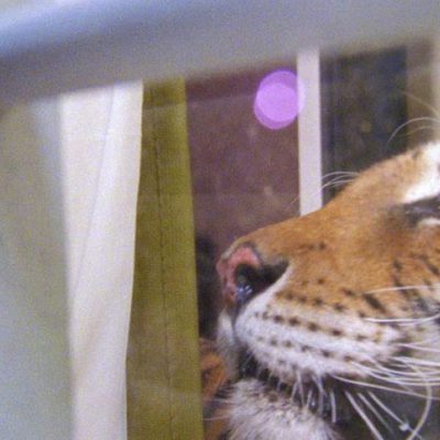 Ming of Harlem: Twenty One Storeys In The Air