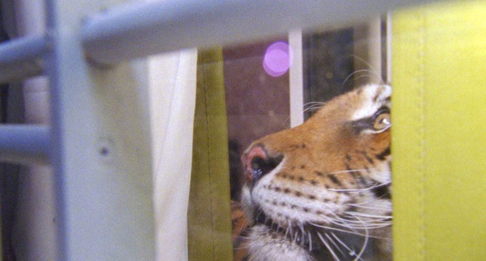 Ming of Harlem: Twenty One Storeys In The Air