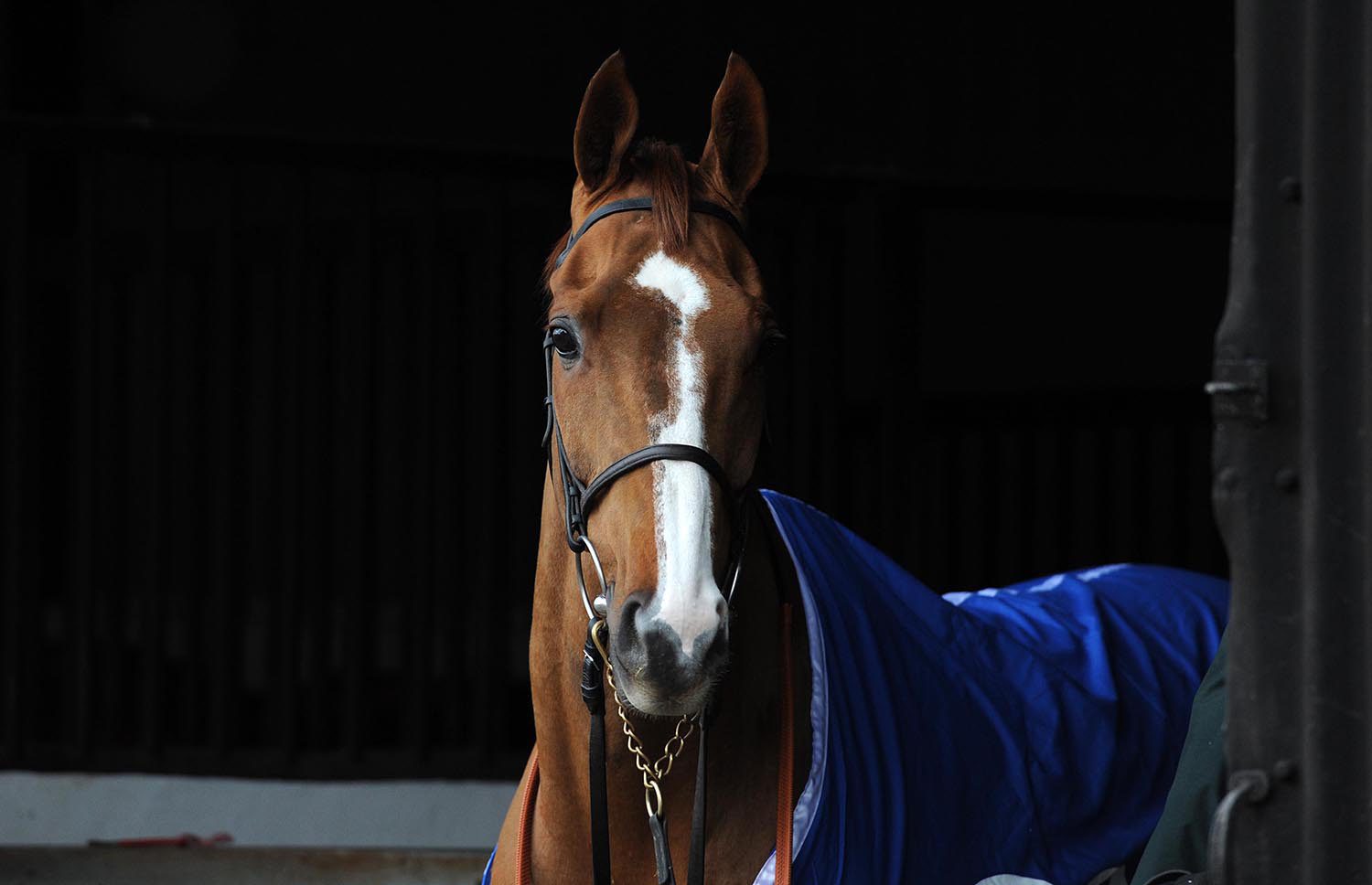 Caballo ganador (Dark Horse)