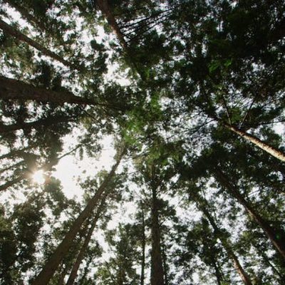 In Pursuit Of Silence