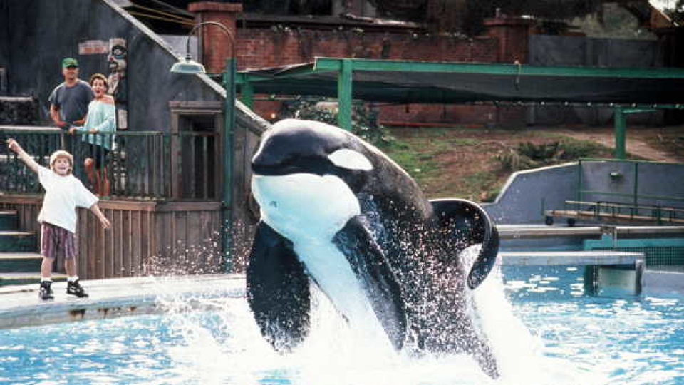¡Liberad a Willy!