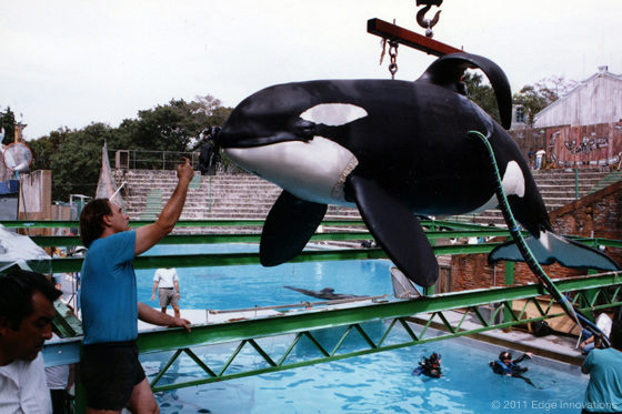 ¡Liberad a Willy!