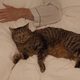 Kater