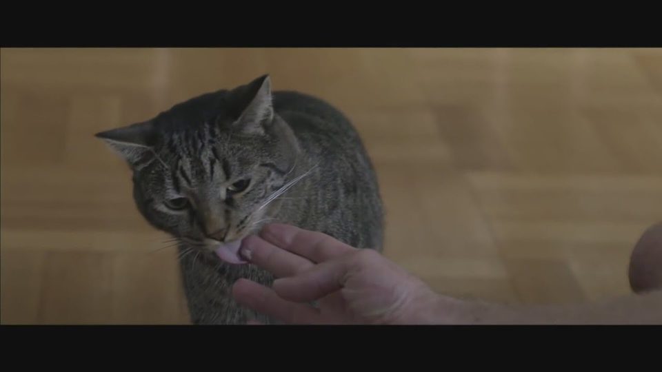Kater