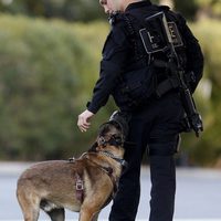 Max 2: White House Hero