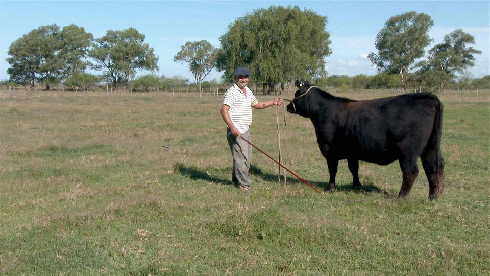 Todo sobre el asado