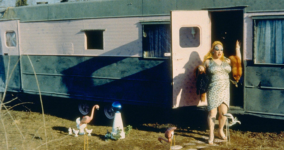 Pink Flamingos