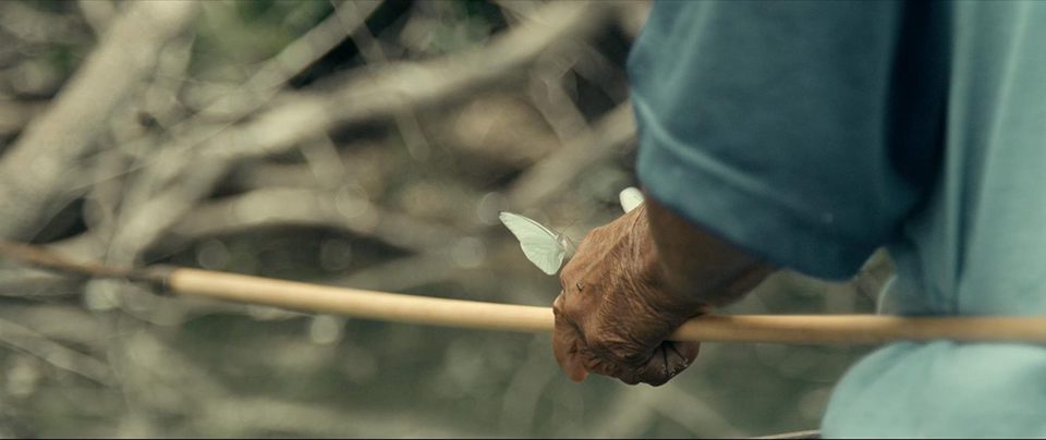 Tawai: A voice from the forest