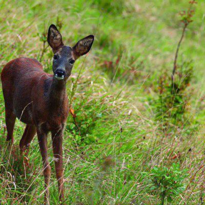 100 días de soledad