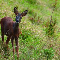 100 días de soledad