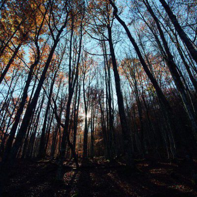 100 días de soledad