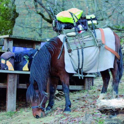 100 días de soledad
