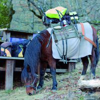 100 días de soledad