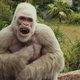 Proyecto Rampage