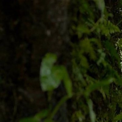 Sueño en otro idioma