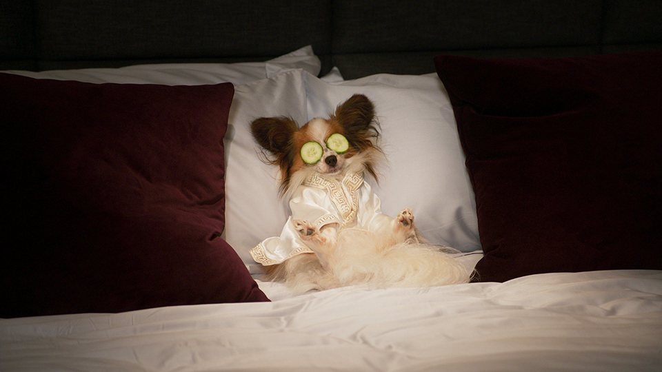 Superagente canino