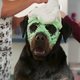 Superagente canino