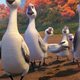 Al aire, patos