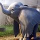 Dumbo