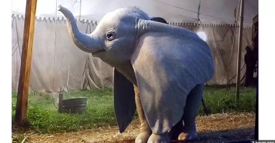 Dumbo