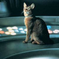 El gato que vino del espacio