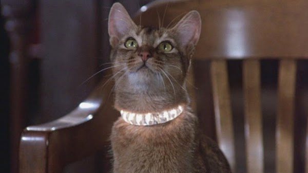 El gato que vino del espacio