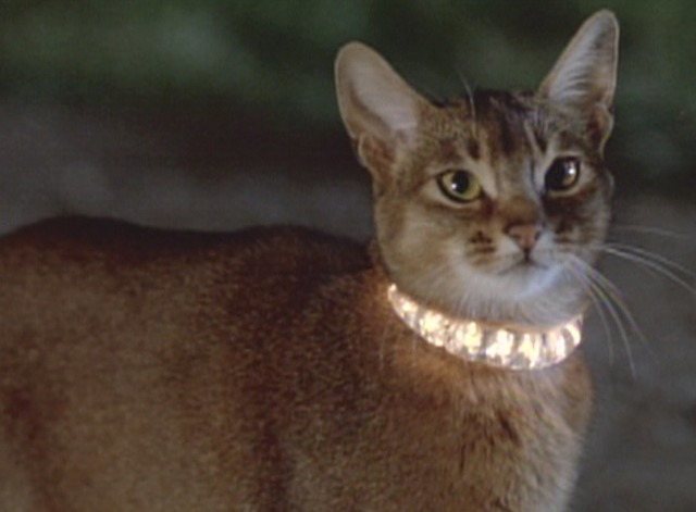 El gato que vino del espacio