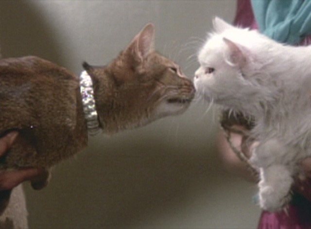 El gato que vino del espacio