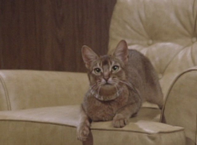 El gato que vino del espacio