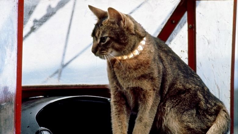 El gato que vino del espacio