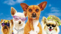Cartel de 'Un chihuahua en beverly Hills'