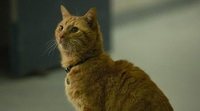'Capitana Marvel': ¿Puede ver el futuro el gato Goose?