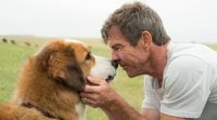 'Tu mejor amigo: Un nuevo viaje': Las vidas de un perro