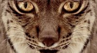 'Dehesa, el bosque del lince ibérico': La llamada de la biodiversidad