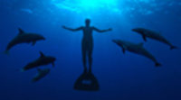 'The Cove', thriller documental