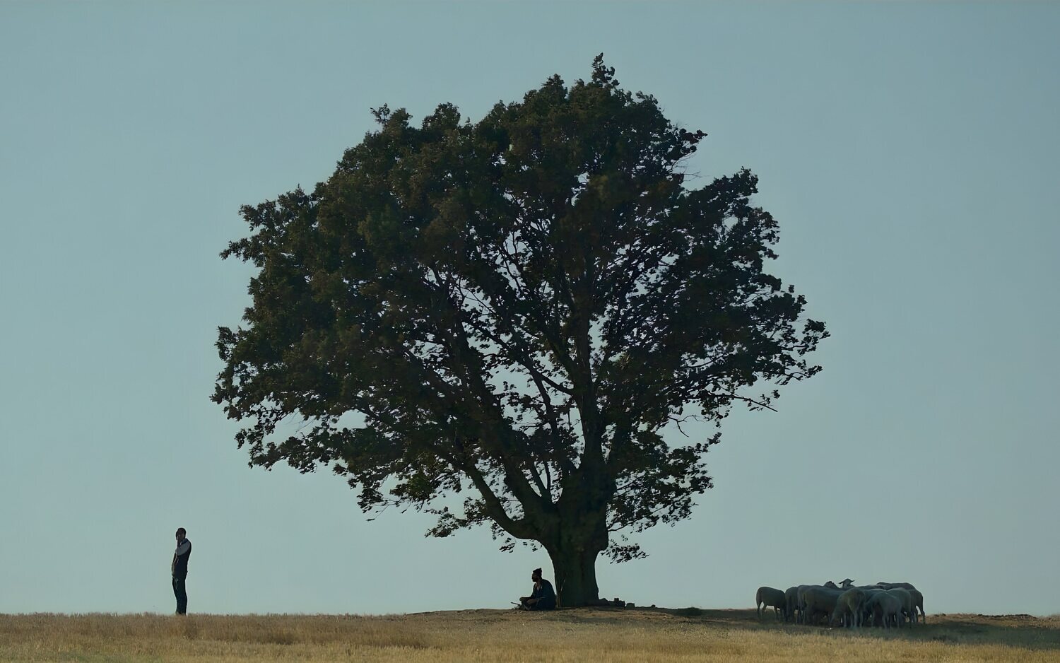 'La promesa de Hasan': La expiación del árbol caído