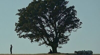 'La promesa de Hasan': La expiación del árbol caído
