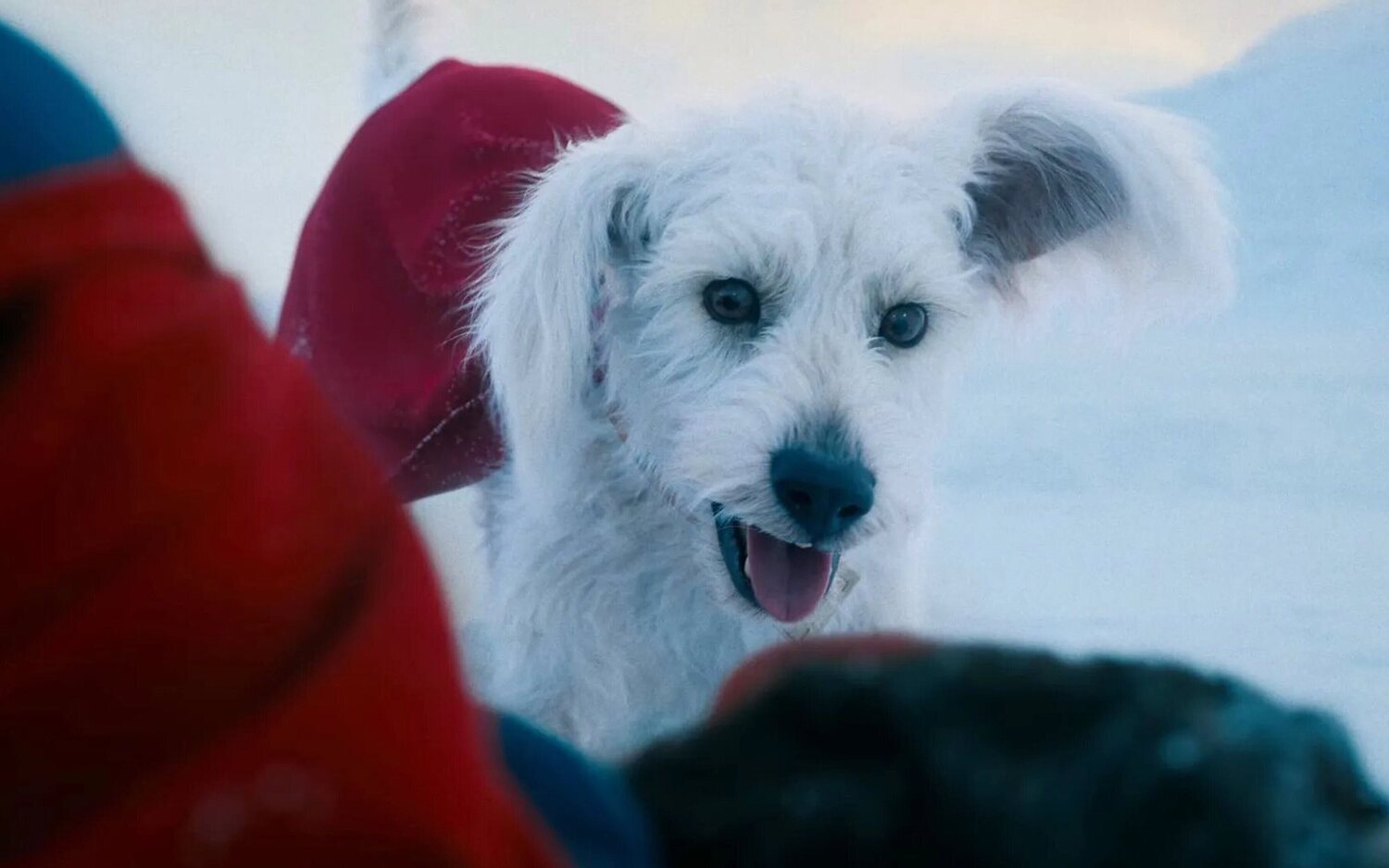 Krypto tendrá los mismos poderes que 'Superman'
