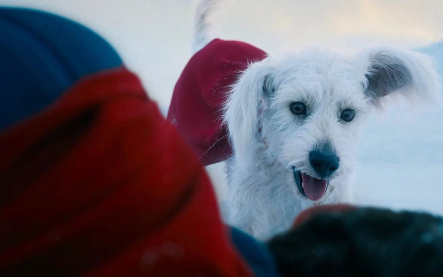 Krypto en 'Superman'