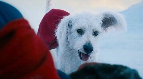 Krypto protagoniza el nuevo spot de 'Superman': "Trata a tu perro como a un superhéroe"