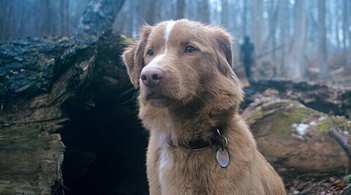 'Good Boy': La nueva 'Weapons' se rueda desde el punto de vista de un perro y está fascinando a la crítica