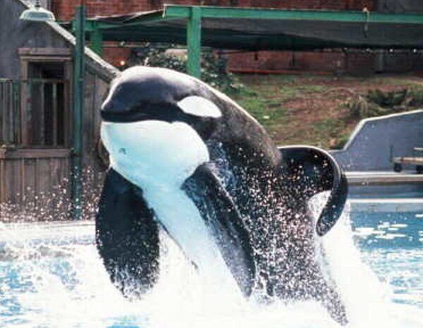El reboot de 'Liberad a Willy' está en marcha en manos de los hermanos Russo